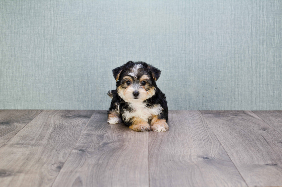 Cute Morkie Baby