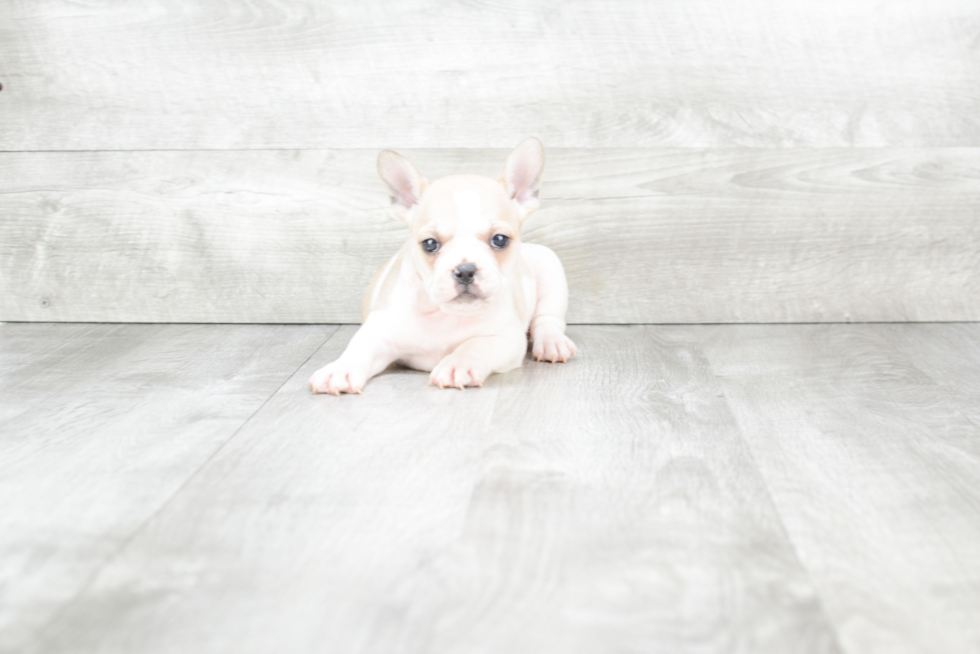 Fluffy Frenchie Purebred Puppy