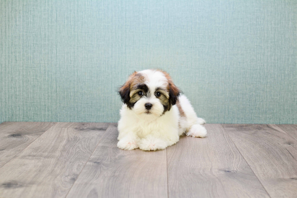 Havanese Puppy for Adoption