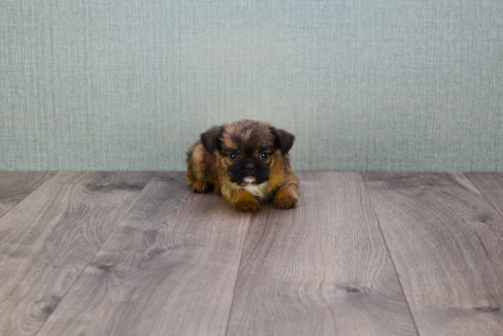 Cute Brussels Griffon Baby