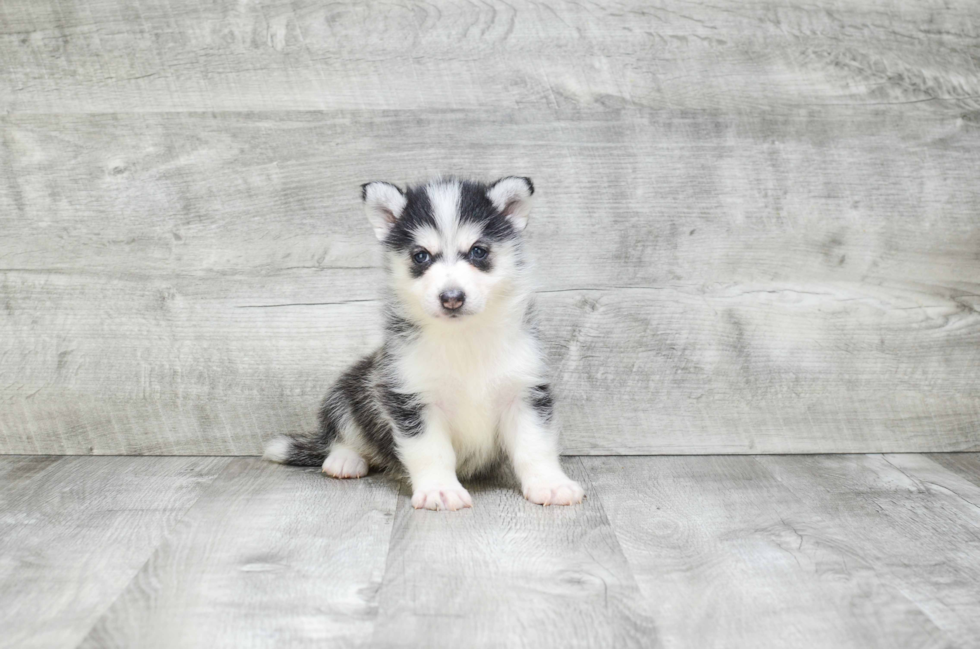 Pomsky Puppy for Adoption