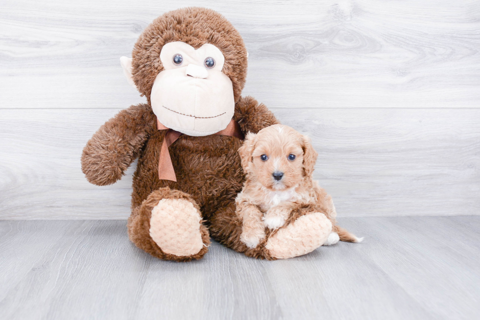 Adorable Cavoodle Poodle Mix Puppy