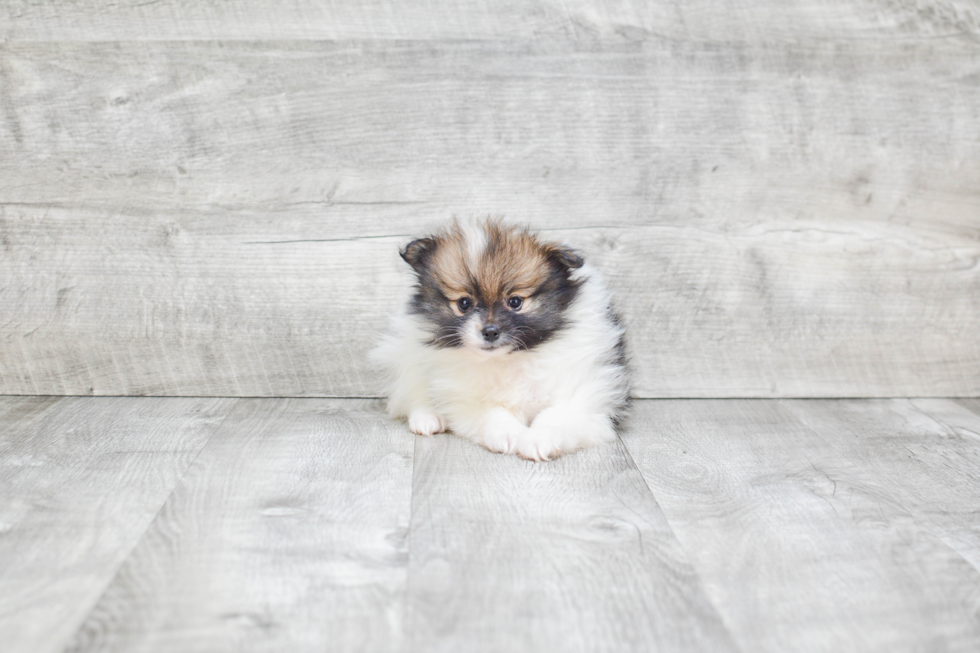 Small Pomeranian Purebred Pup