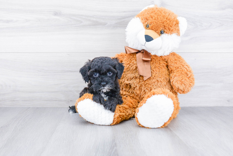 Cavapoo Puppy for Adoption