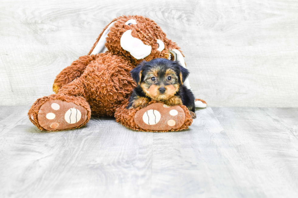 Meet Jeremy - our Yorkshire Terrier Puppy Photo 