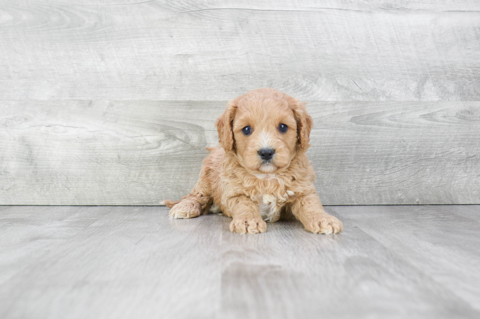 Energetic Cavoodle Poodle Mix Puppy