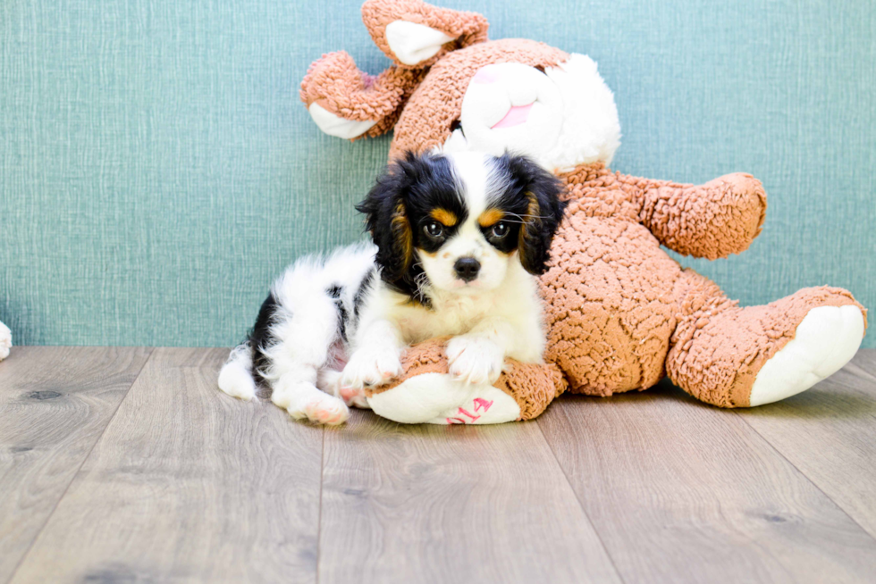 Hypoallergenic Cavalier King Charles Spaniel Purebred Pup