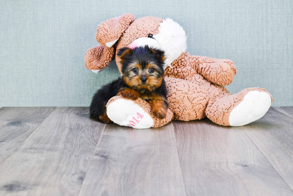 Meet Timmy - our Yorkshire Terrier Puppy Photo 