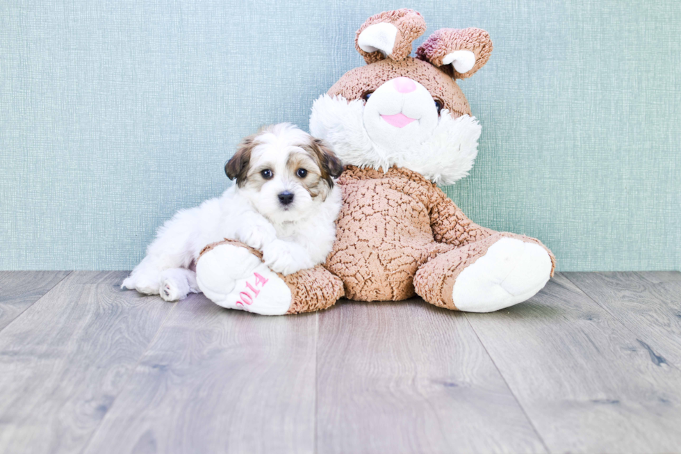 Havanese Pup Being Cute