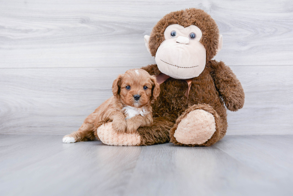 Smart Cavapoo Poodle Mix Pup