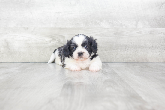 Popular Teddy Bear Designer Pup