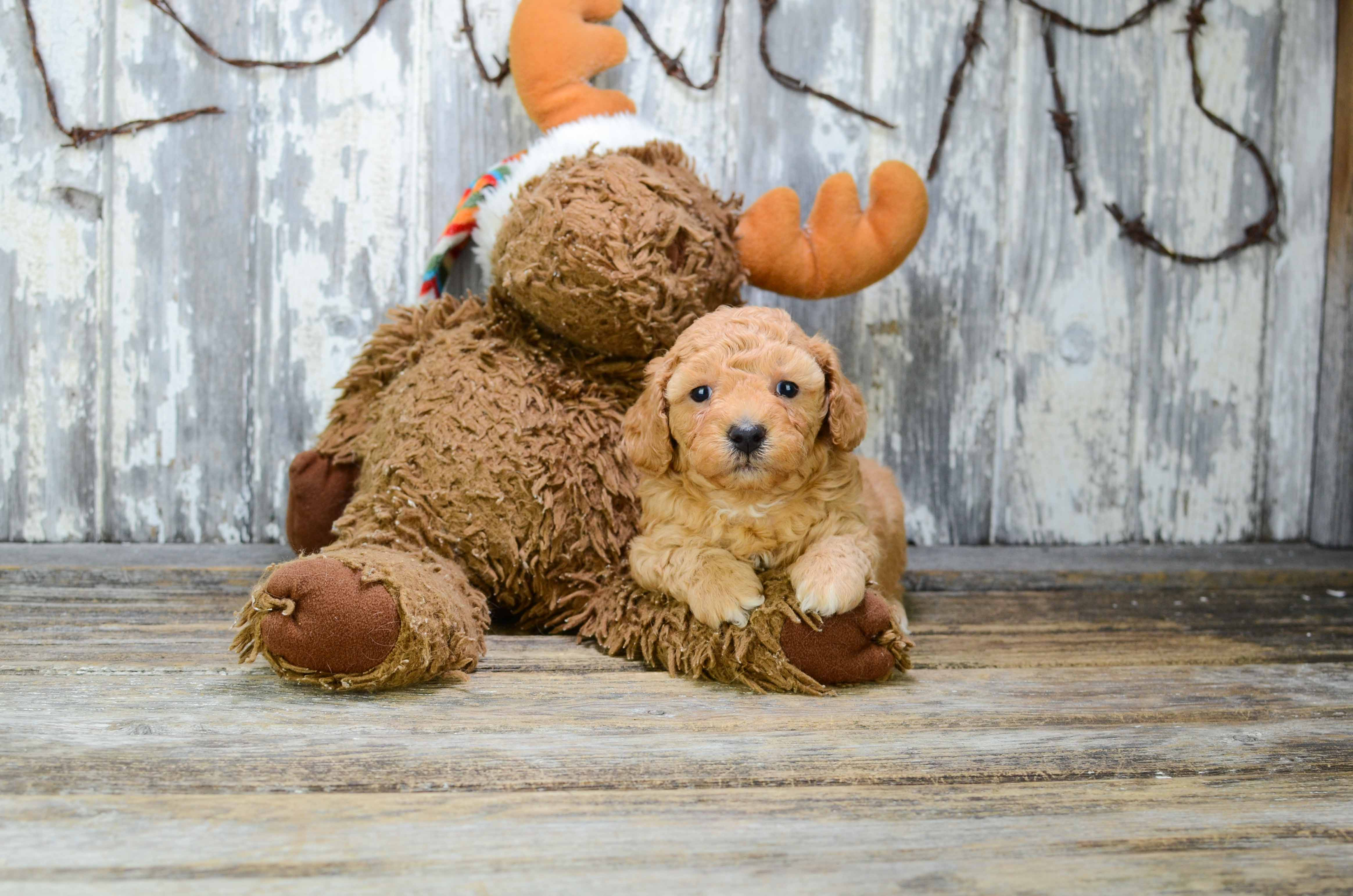 Friendly Poodle Baby