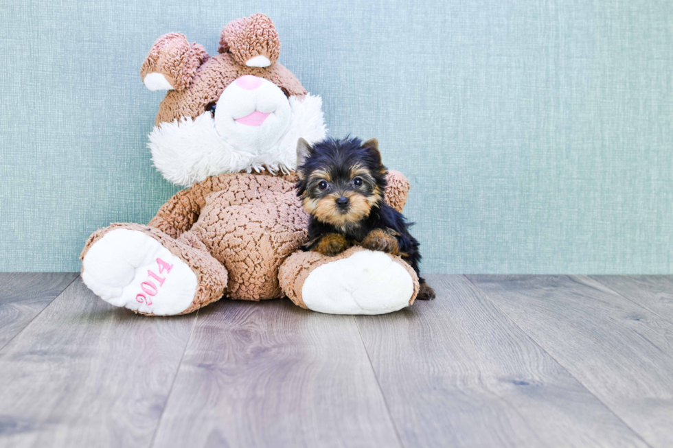 Meet Tinkerbell - our Yorkshire Terrier Puppy Photo 