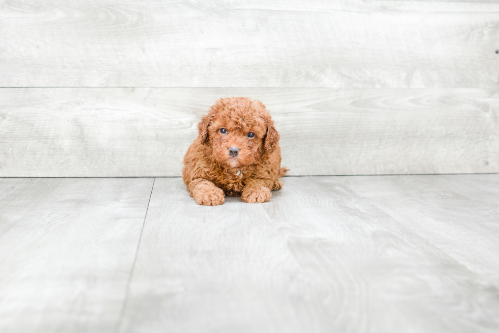 Adorable Golden Retriever Poodle Mix Puppy