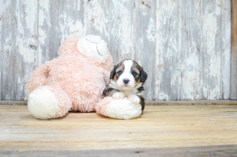 Mini Bernedoodle Pup Being Cute