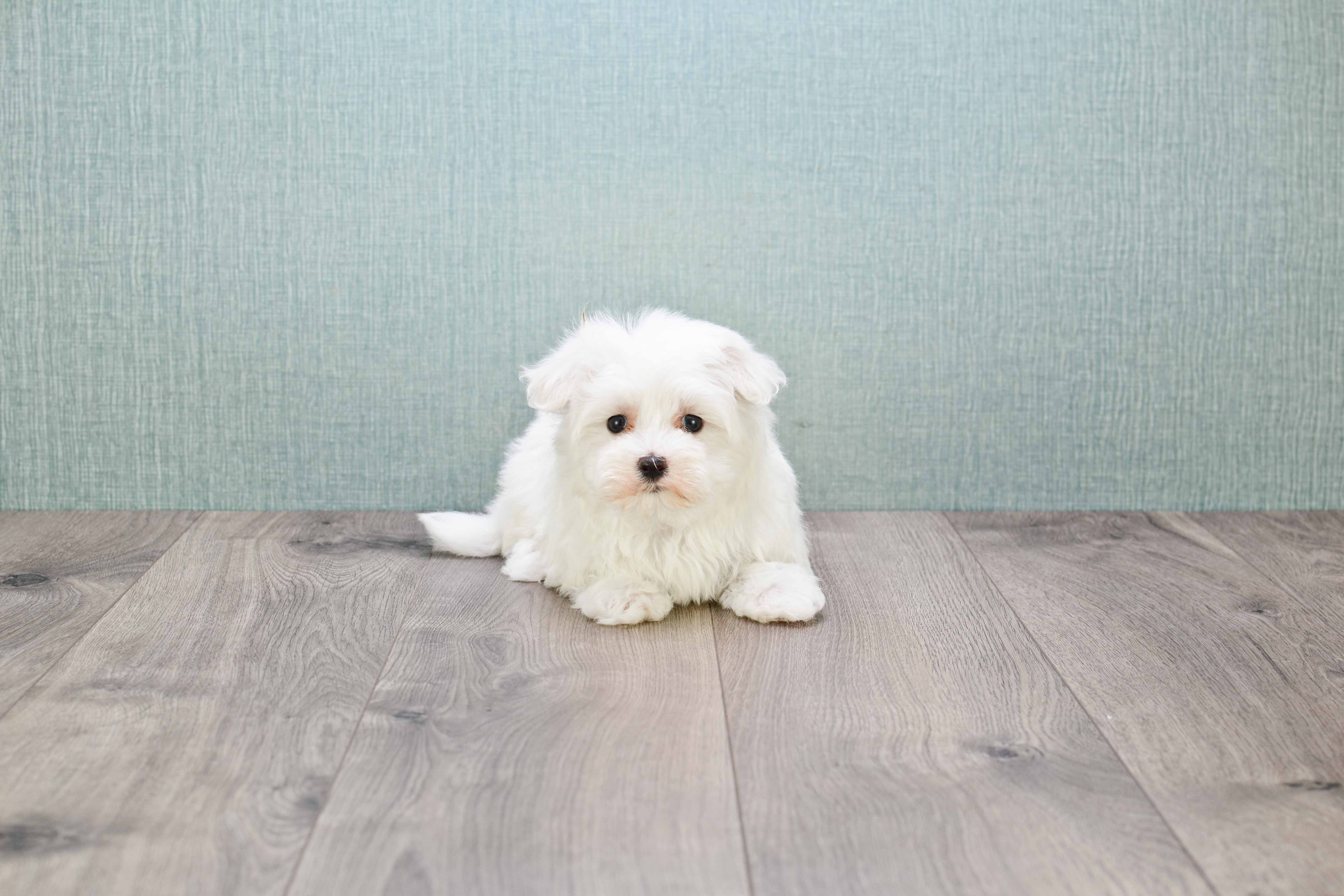 Friendly Maltese Baby