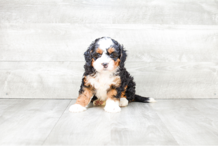 Best Mini Bernedoodle Baby