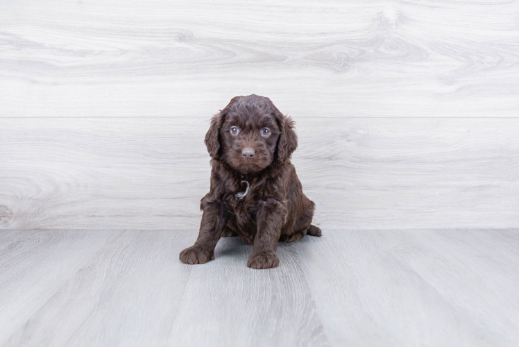 Popular Mini Goldendoodle Poodle Mix Pup