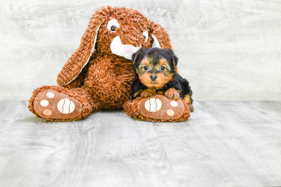 Meet Timmy - our Yorkshire Terrier Puppy Photo 