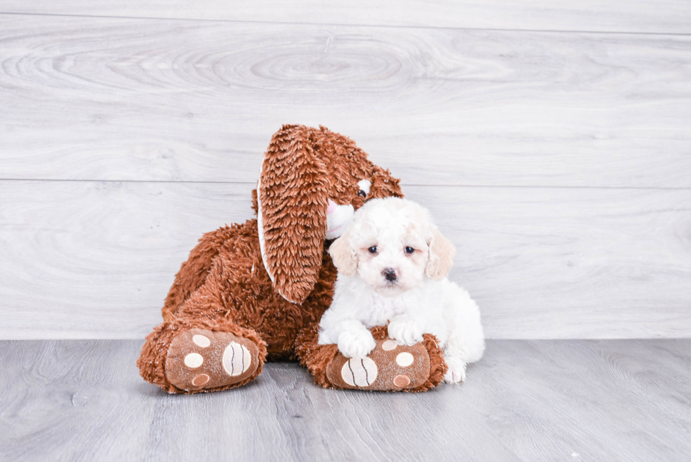 Best Cockapoo Baby