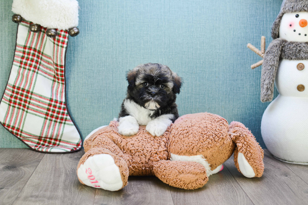 Akc Registered Havanese Purebred Pup