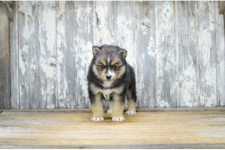 Cute Pomsky Baby