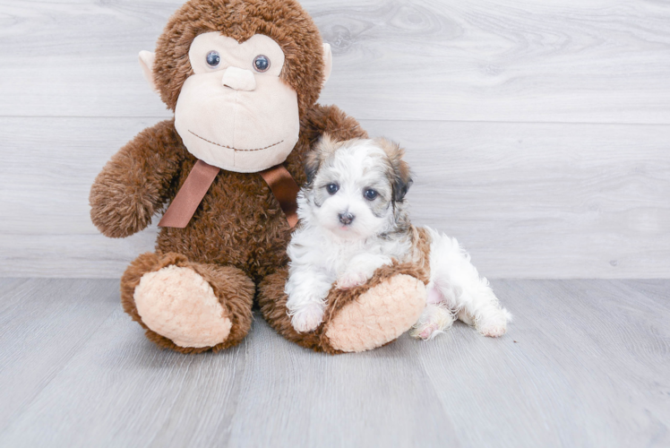 Havanese Puppy for Adoption