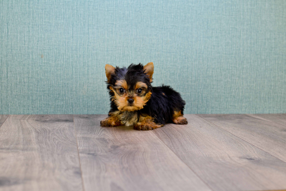 Meet Ronaldo - our Yorkshire Terrier Puppy Photo 