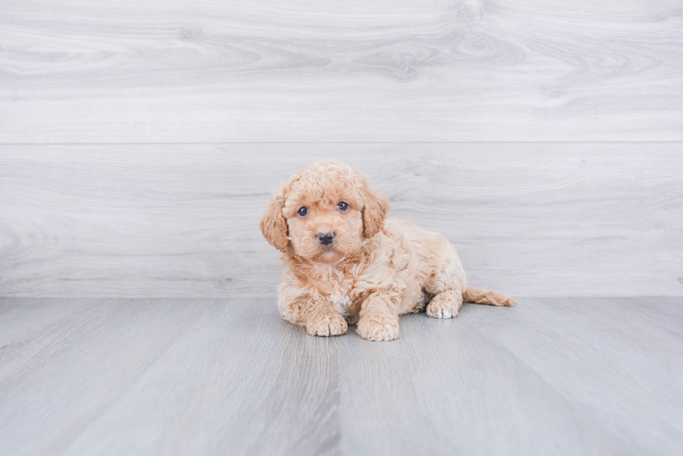 Happy Maltipoo Baby