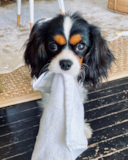 Friendly Cavalier King Charles Spaniel Purebred Pup