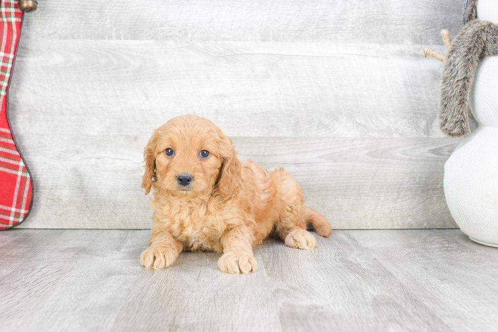 Little Golden Retriever Poodle Mix Puppy