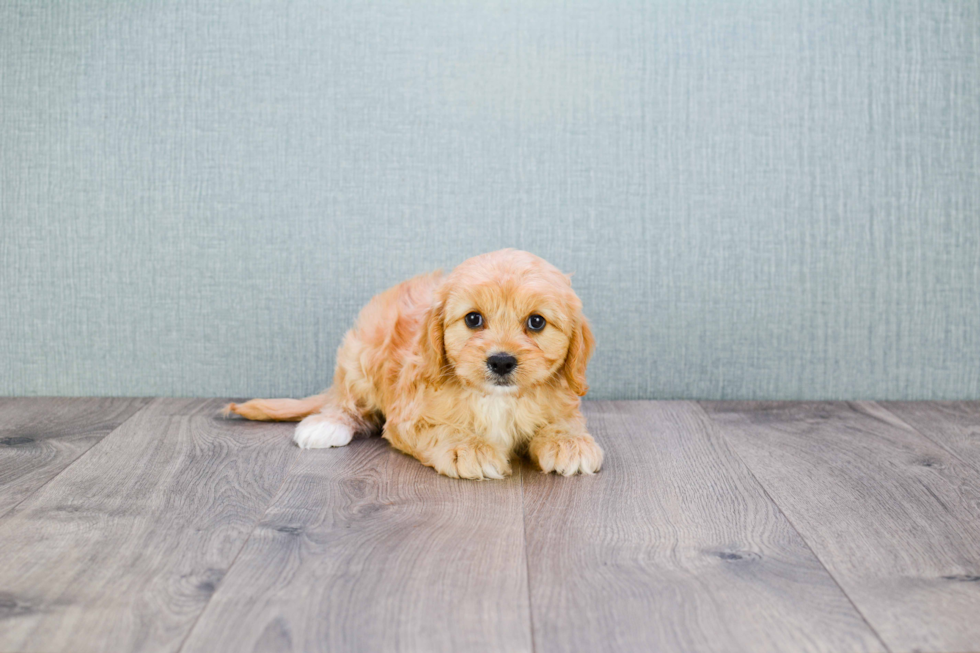 Smart Cavapoo Poodle Mix Pup