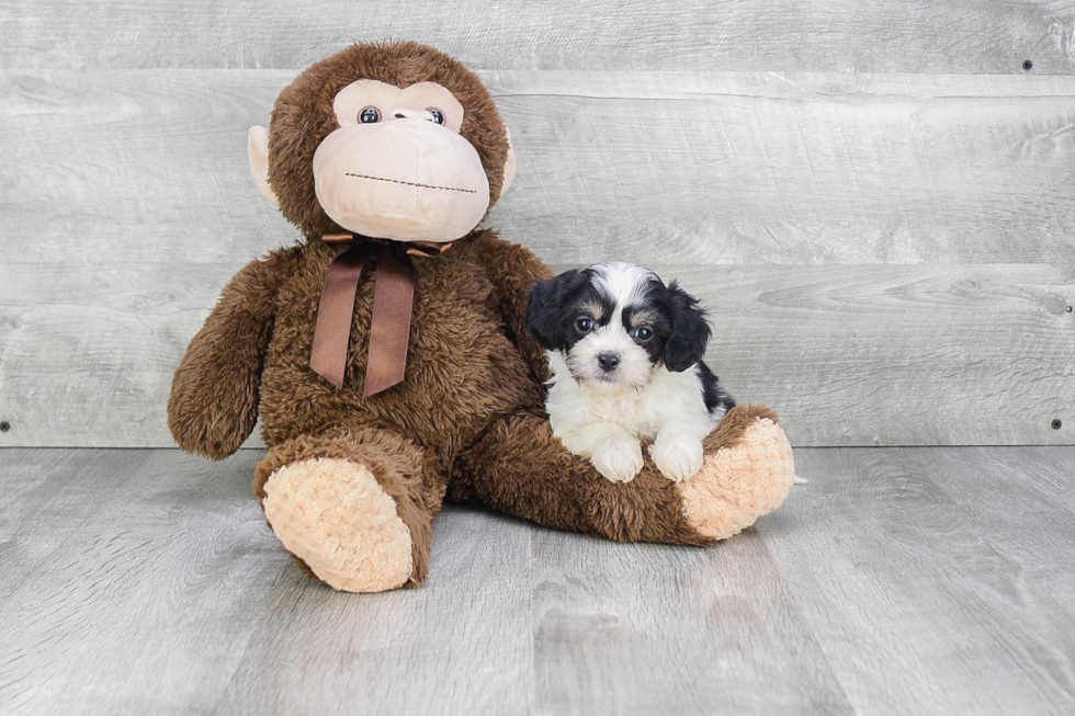 Cavachon Pup Being Cute