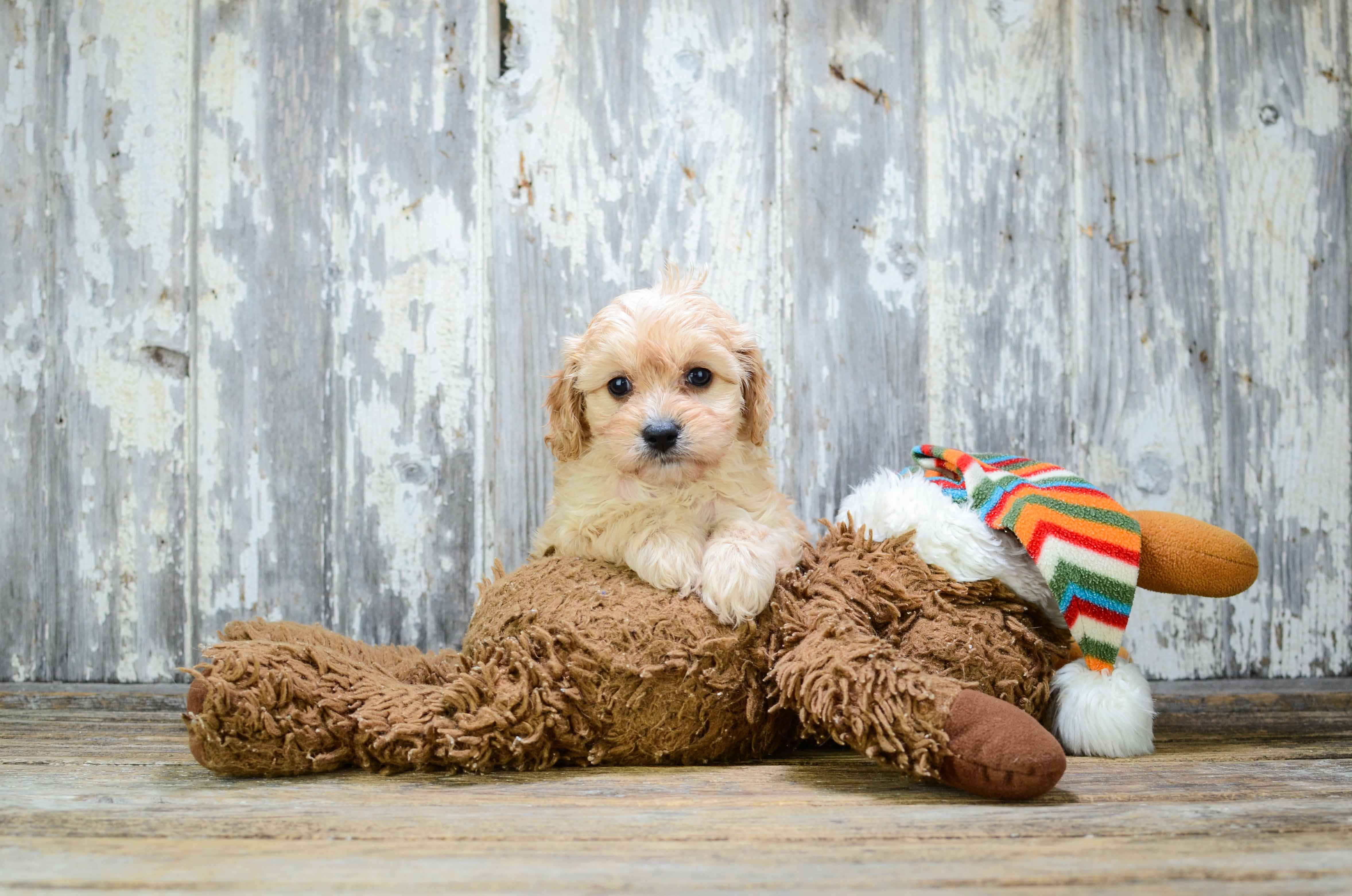 Petite Cavapoo Poodle Mix Pup