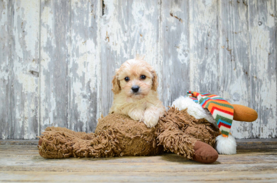 Petite Cavapoo Poodle Mix Pup