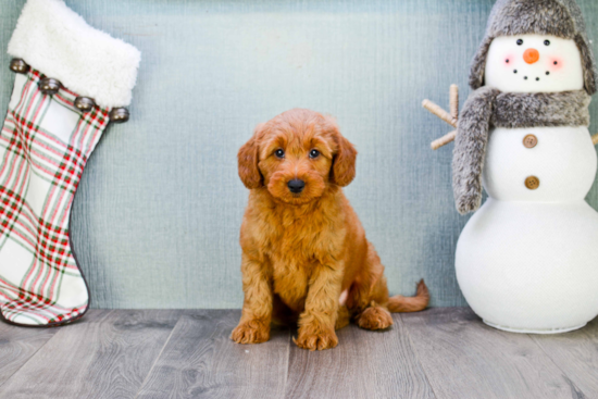 Petite Mini Goldendoodle Poodle Mix Pup