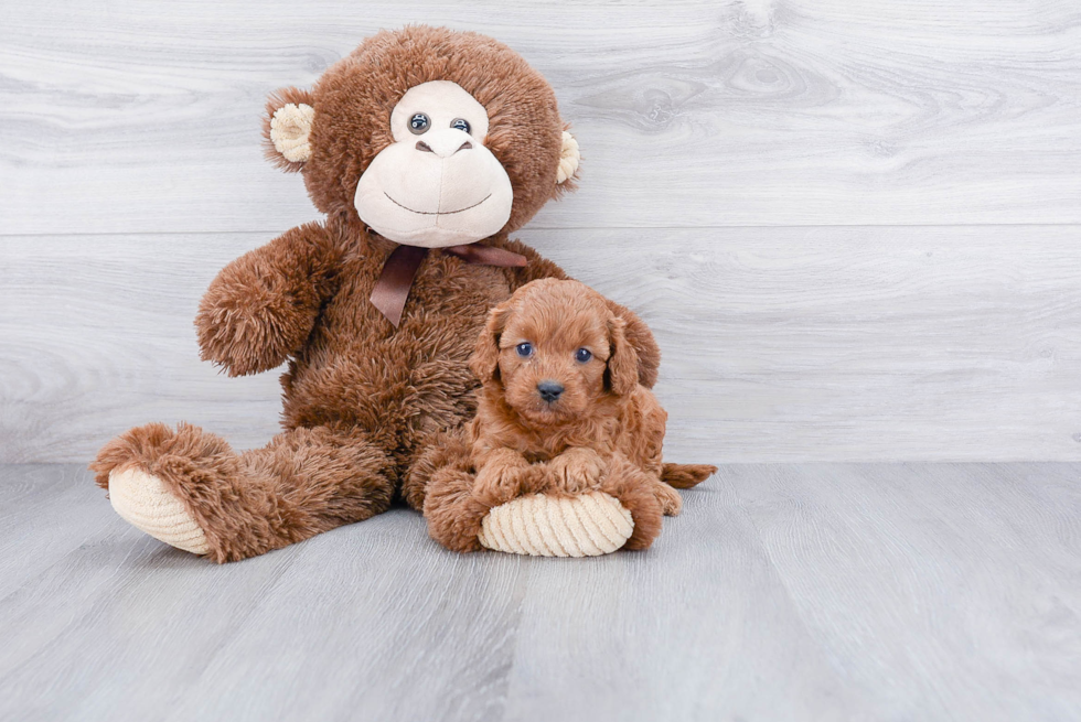 Friendly Cavapoo Baby