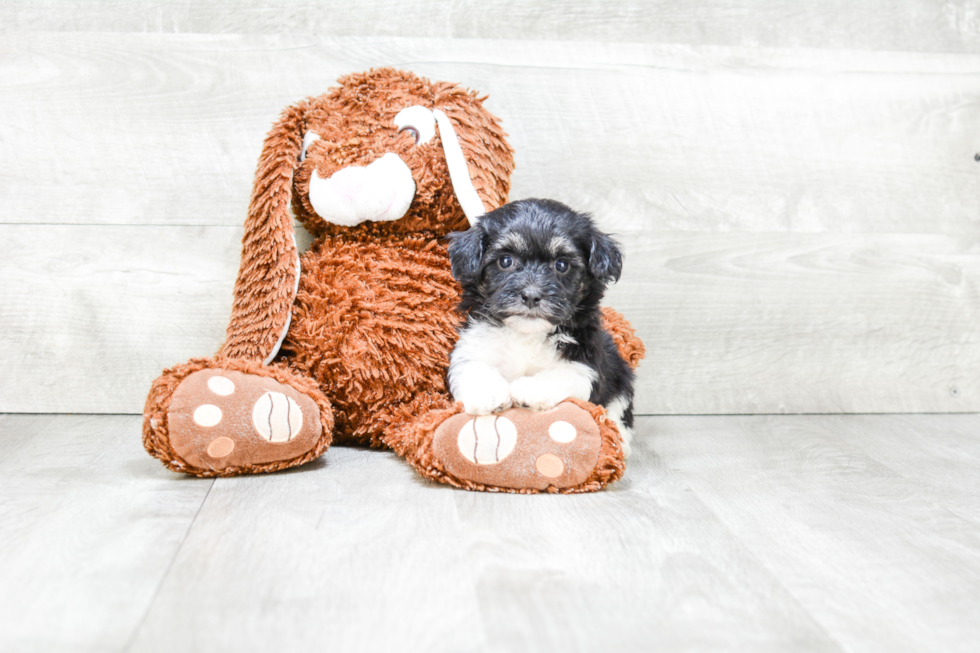 Best Havanese Baby