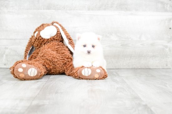 Playful Pomeranian Purebred Pup