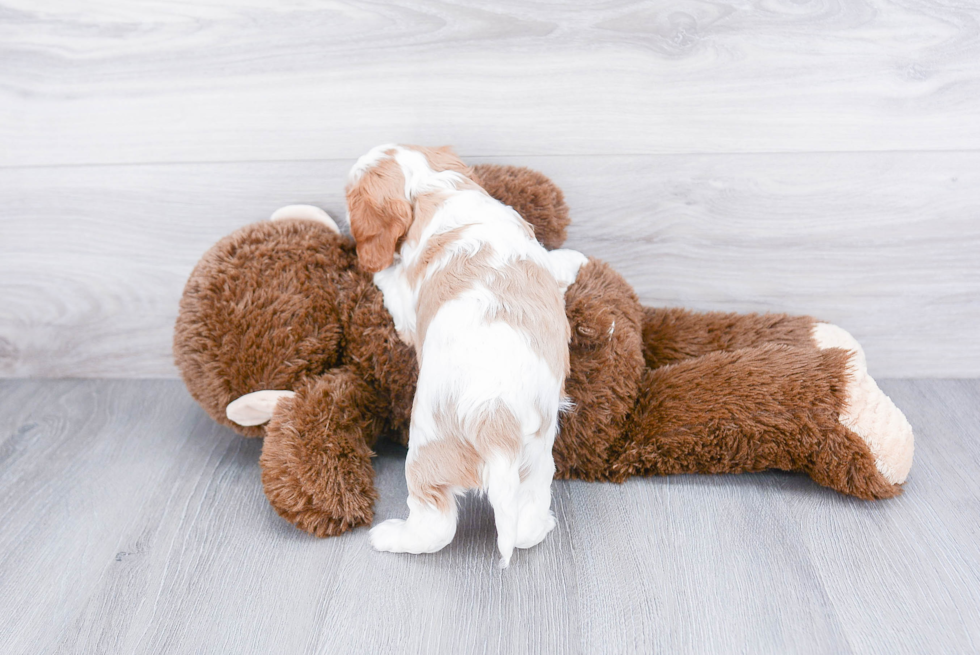 Sweet Cavalier King Charles Spaniel Purebred Puppy