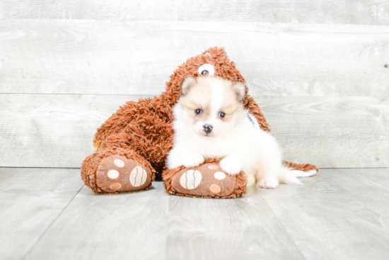 Happy Pomeranian Purebred Puppy