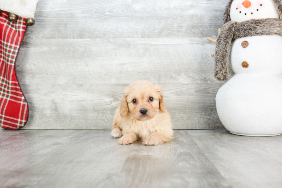 Popular Cavachon Designer Pup