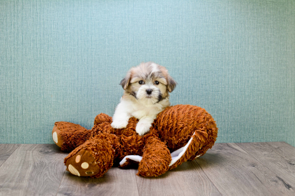 Teddy Bear Pup Being Cute