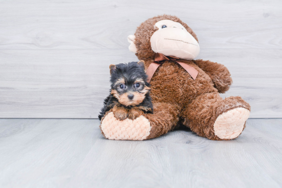 Meet Tinkerbell - our Yorkshire Terrier Puppy Photo 