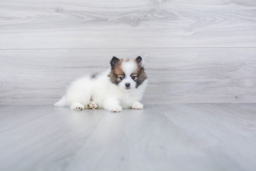 Pomeranian Puppy for Adoption