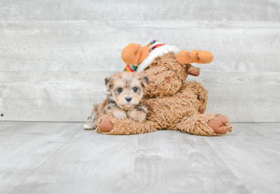 Popular Morkie Designer Pup