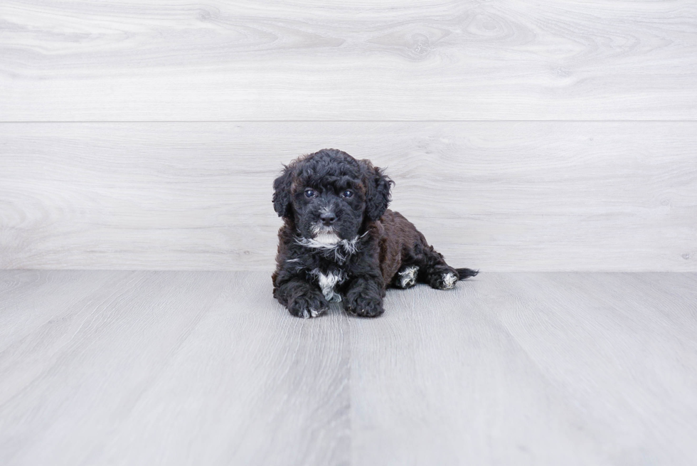 Funny Mini Bernedoodle Poodle Mix Pup