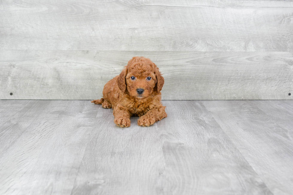 Best Mini Goldendoodle Baby