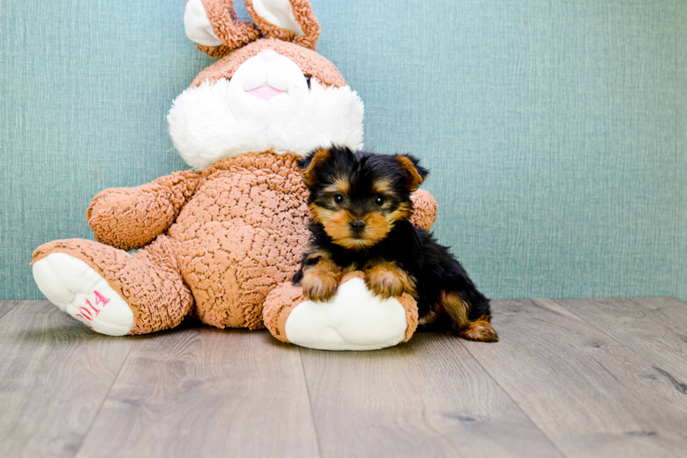 Meet Jeremy - our Yorkshire Terrier Puppy Photo 