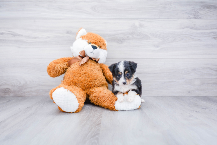 Adorable Aussiepoo Poodle Mix Puppy